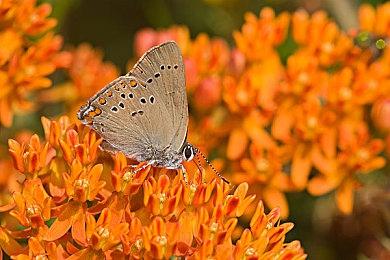 BioWare希望能继续开发《龙腾世纪》系列